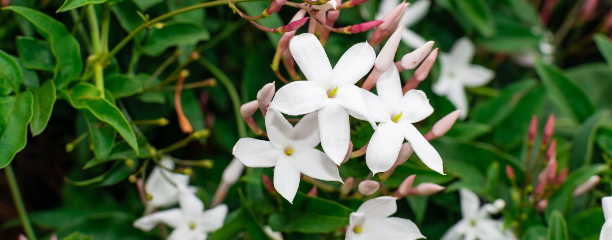 Jasmine